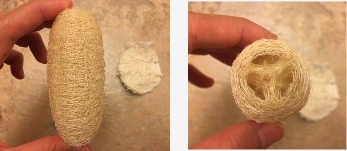 像蠶蛹的小絲瓜絡,很可愛