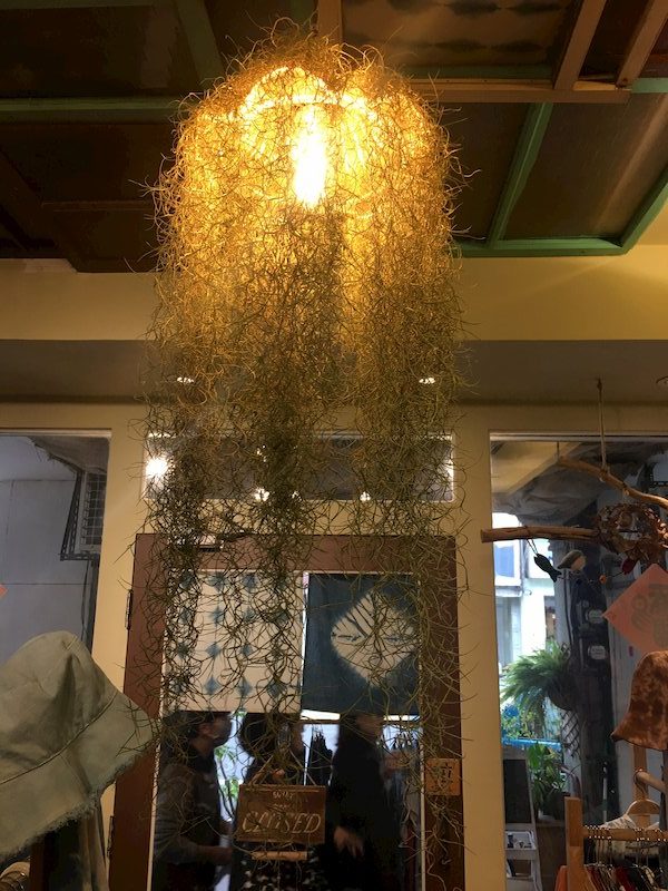 空氣鳳梨燈 空氣鳳梨燈