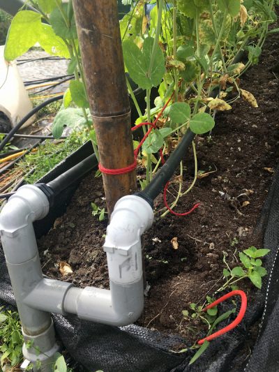 使用滴灌技術 精準灌溉