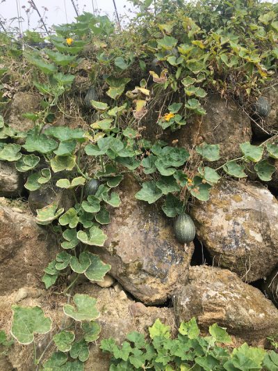 依山順勢而為的南瓜