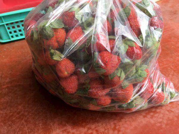 嚴格品檢淘汰掉的有機草莓 循環利用作為發酵液肥