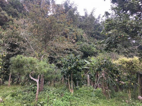 逐步復育的原生林種