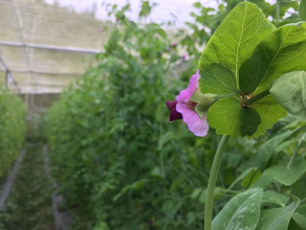 溫室裡的荷蘭豆