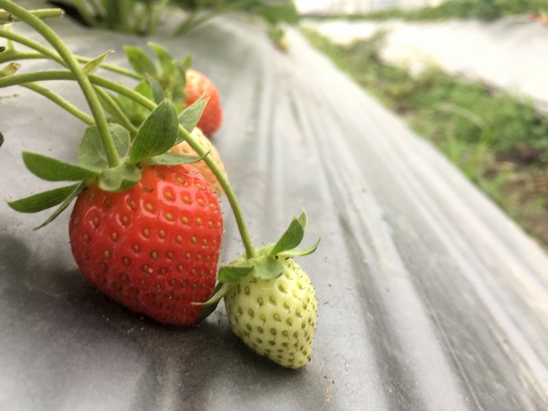 看到草莓又瞬間燃起我的少女心XD