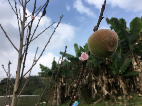 第一次看到水蜜桃的花