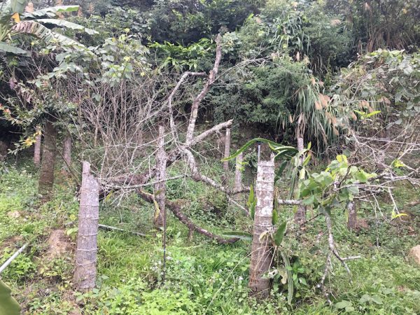 被砍伐的檳榔樹