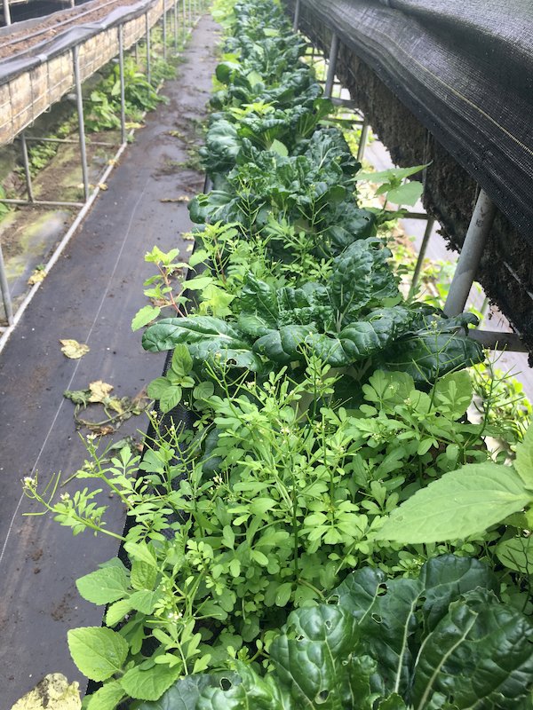 連除草劑也不使用