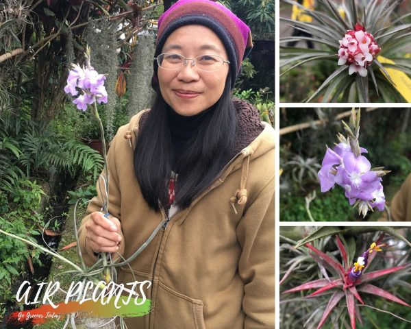 Cathy與開花的空氣鳳梨