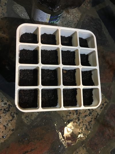 已放入煉石-土-種子-土