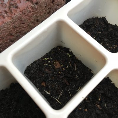 芽開始冒出頭了