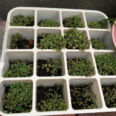 補上的種子也發芽了