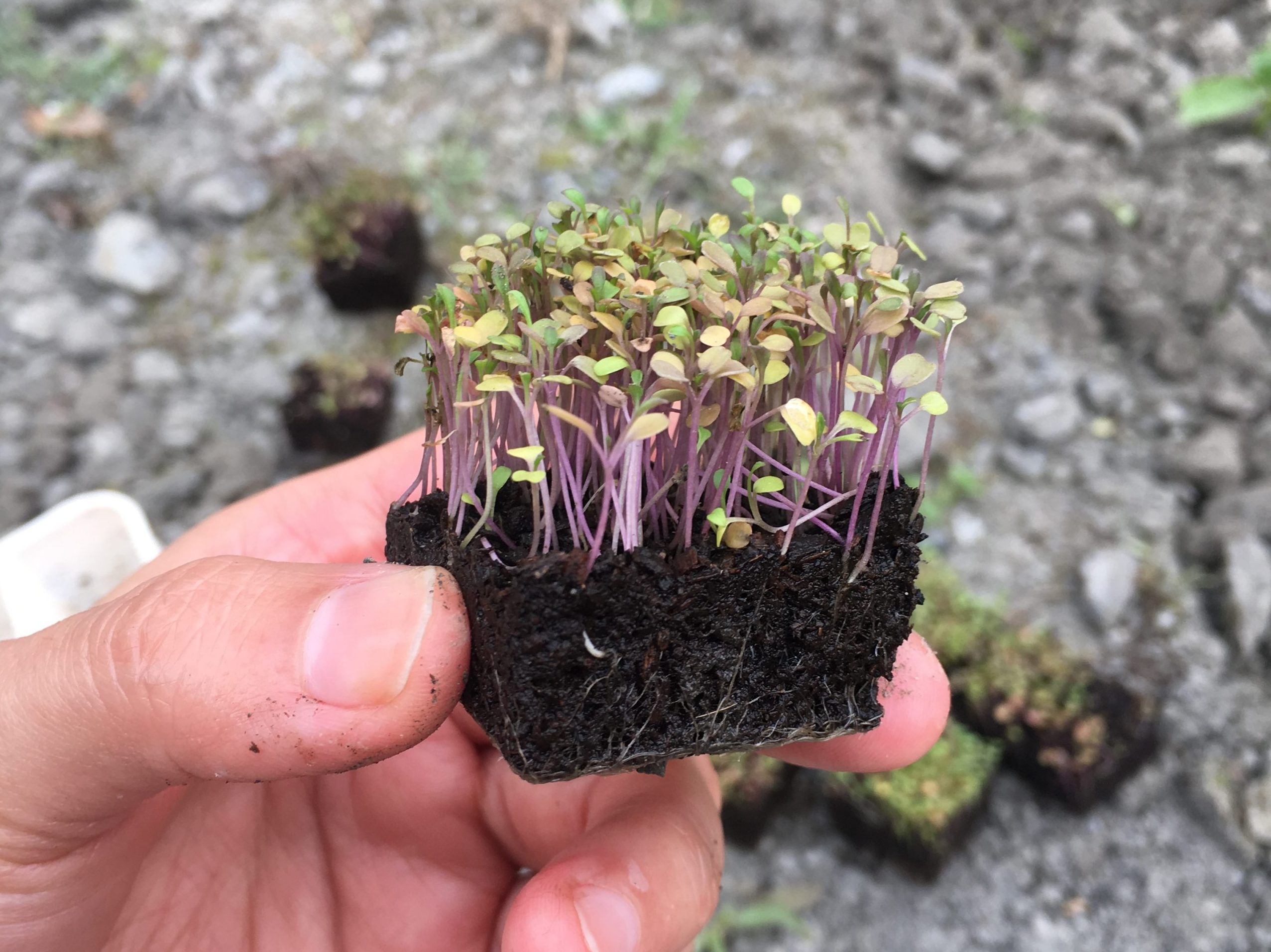 芝麻菜小時候與方塊土