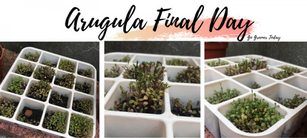 準備移植的最後一天!有幾格明顯長高了!