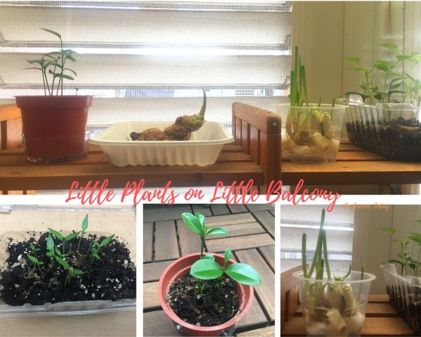 正在行光合作用的小陽台上的小植物