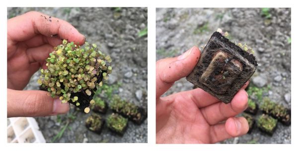 盤根錯節，難怪長不高