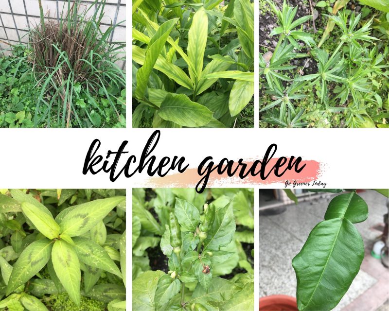 蔬泰鄉種植的各式香料植物