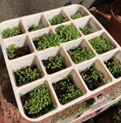 越來越茂密，但有幾格有點稀疏