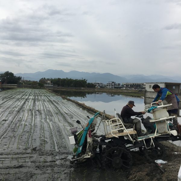 跟阿公學種田的23歲青農,與阿公一起插秧