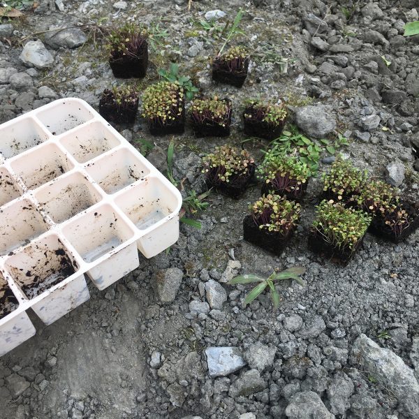 都拿出來了,邊拿邊覺得療癒可愛