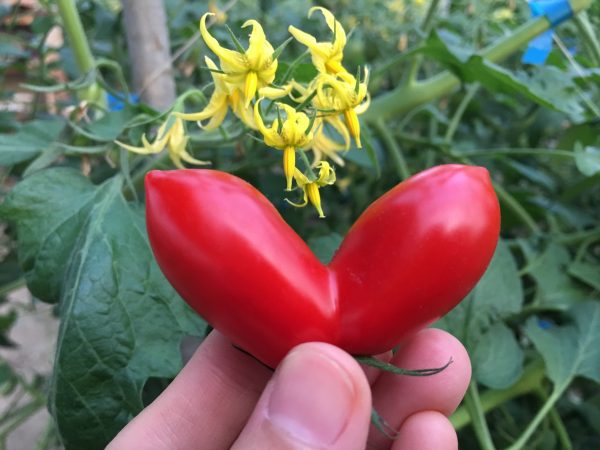 體驗番茄農事，發現一顆愛心番茄