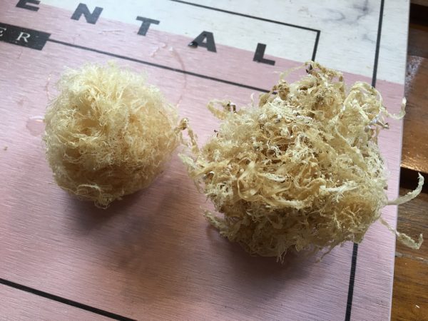 鳳尾石花菜 & 大本石花菜