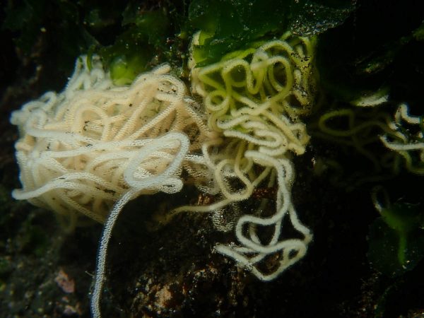 海兔的卵 海兔的卵