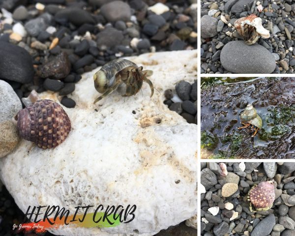 對寄居蟹愛不釋手啊！看到一直拍照