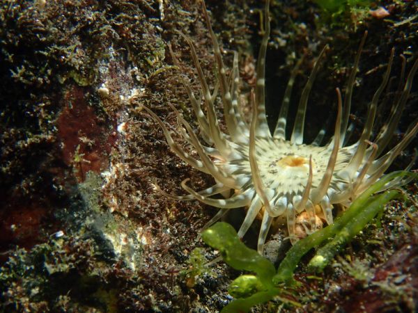 準備起飛的海葵 準備起飛的海葵