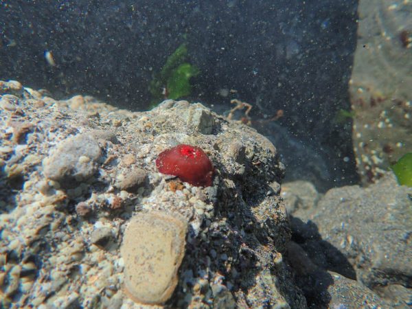 草莓海葵 草莓海葵