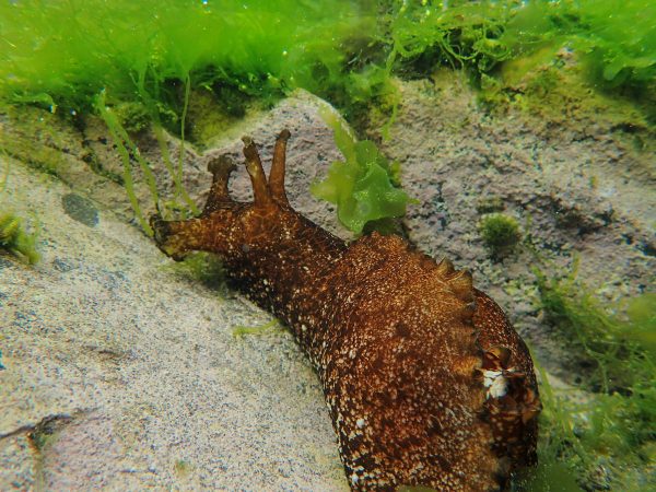 覓食中的海兔 覓食中的海兔