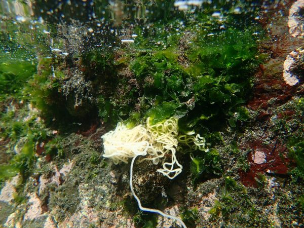 誰把麵線丟在潮間帶啦