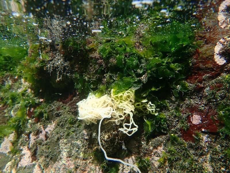 誰把麵線丟在潮間帶啦