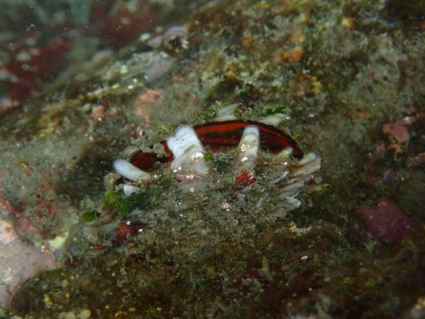 潮間帶生物 潮間帶生物