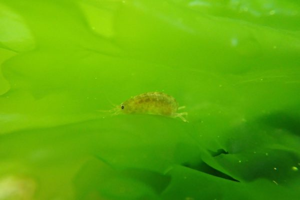 潮間帶生物 潮間帶生物