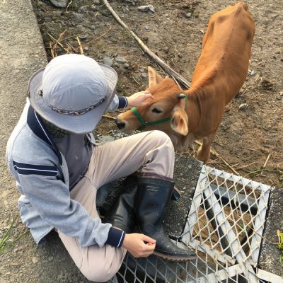 妞妞 在牛頭司出生的小牛