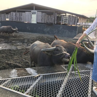 牛牛吐了吐牛舌 舔了一舔