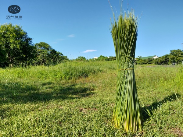 玩艸植造_台灣蒲草收割