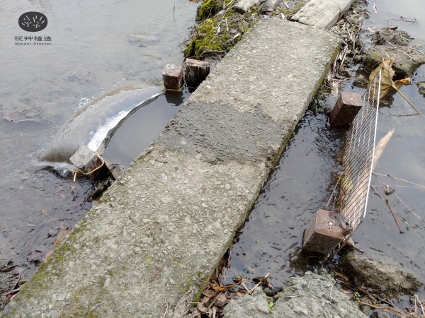 玩艸植造_台灣蒲草田出水口過濾種子
