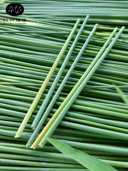 玩艸植造_台產新鮮蒲草