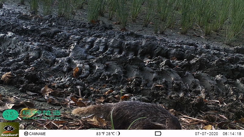 玩艸植造_蒲草田拍攝到二級保育食蟹獴