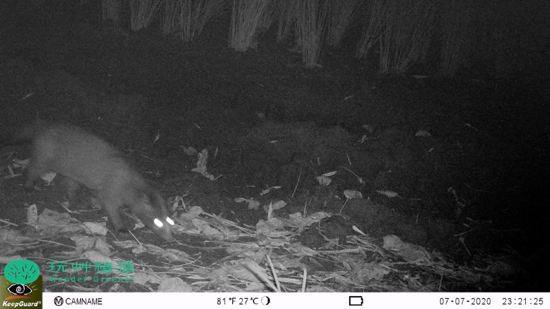 玩艸植造_蒲草田拍攝到白鼻心