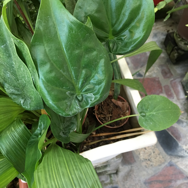 蒲草吸管完全融合在盆栽中