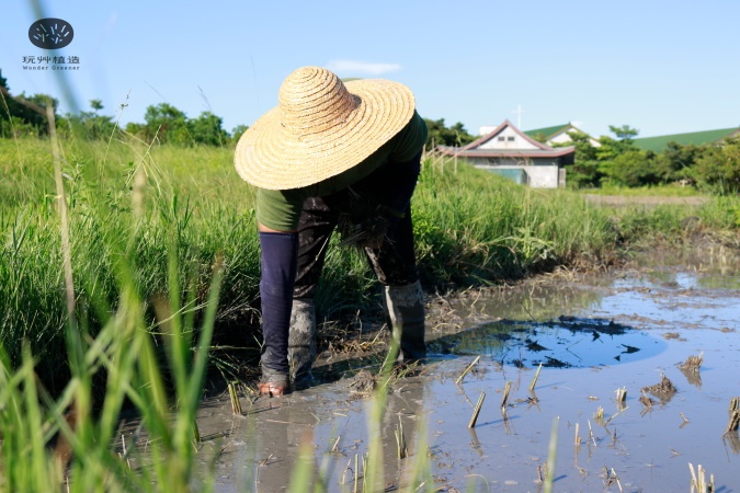 玩艸植造_蒲草移植@台灣