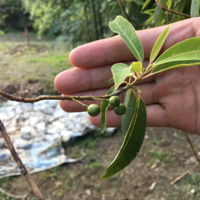 長在樹上的馬告