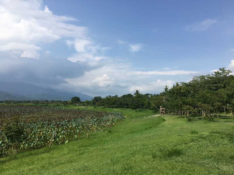 台東池上大坡池