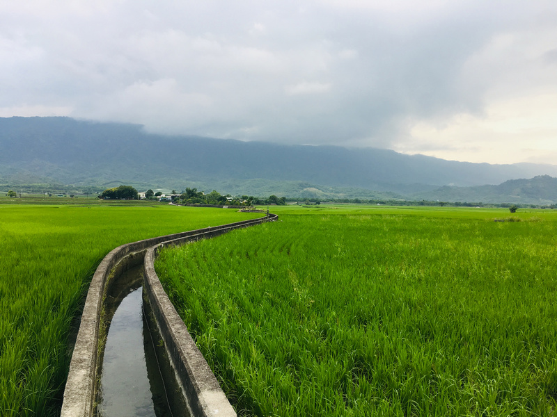 台東池上伯朗大道