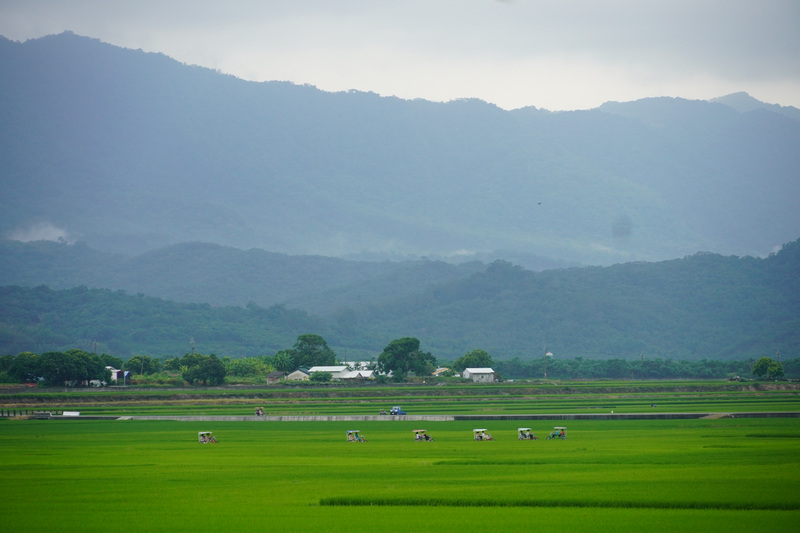台東池上伯朗大道