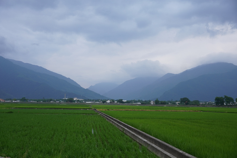 台東池上伯朗大道 台東池上伯朗大道