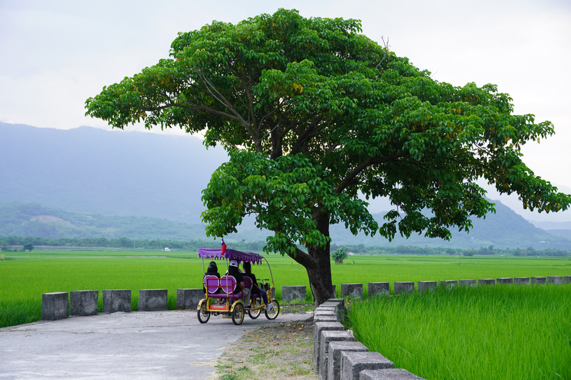 台東池上伯朗大道