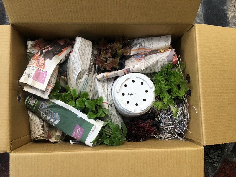 拈花微笑 線上買菜苗 拈花微笑 線上買菜苗